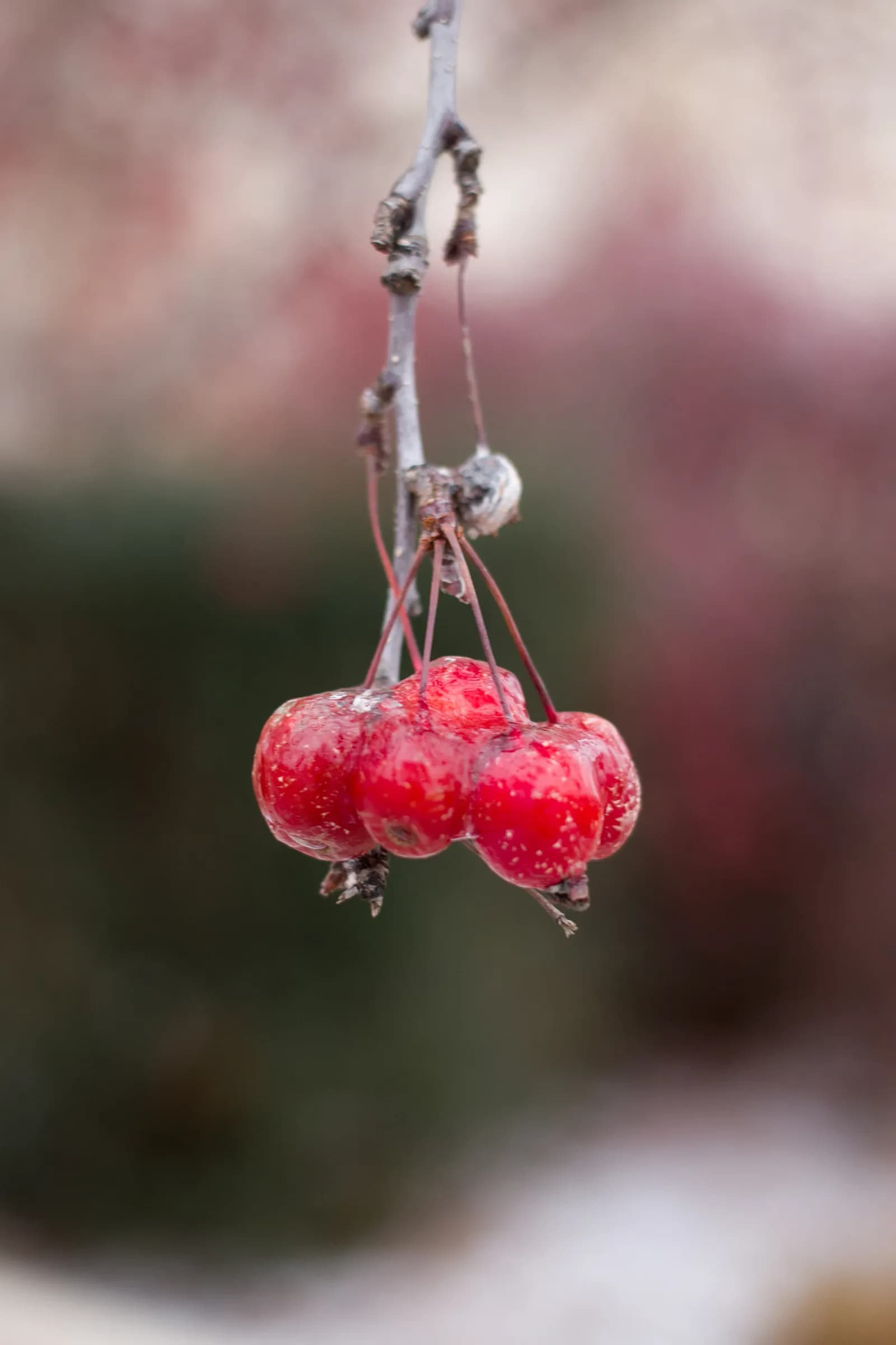 Frozen berries hanging on tree branch