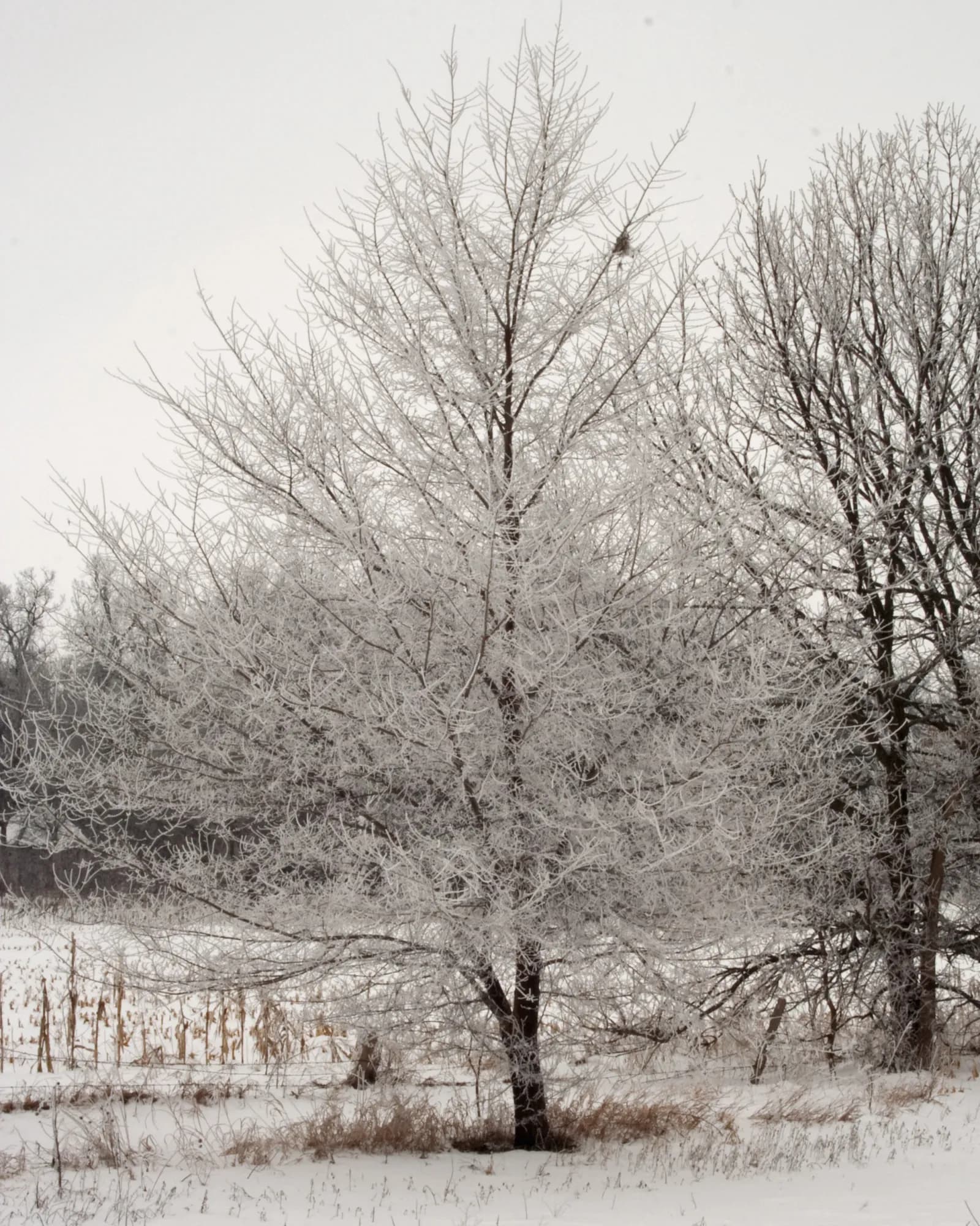 Tree in winter scene