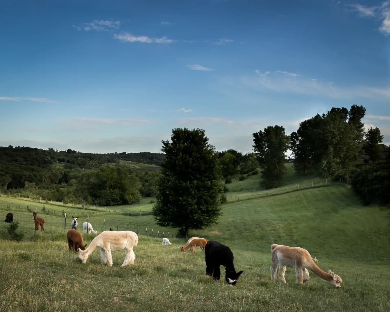Alpacas on hillside