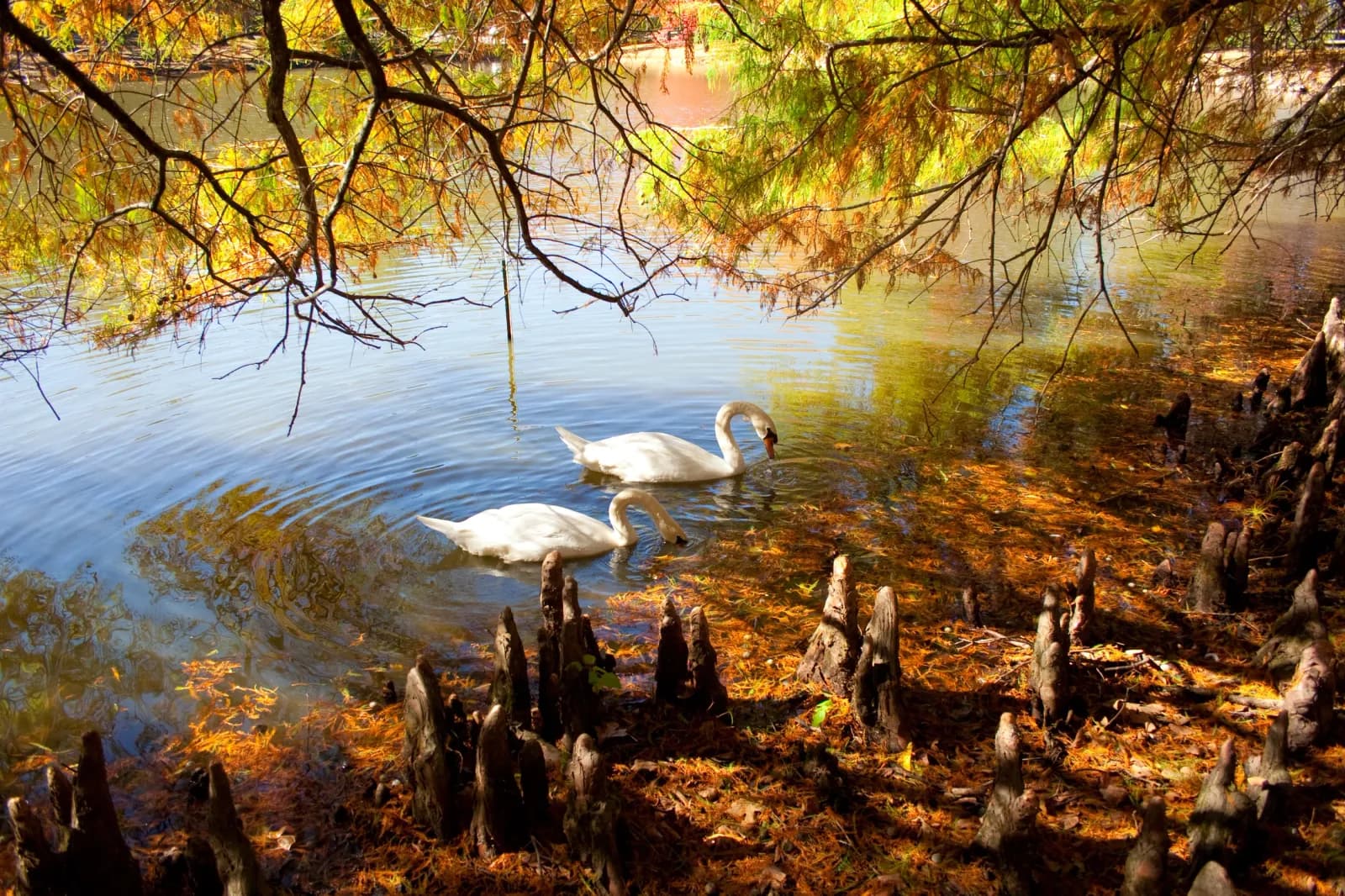 Swans on lake surrounded by fall foliage