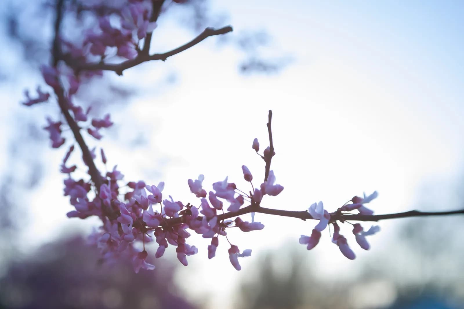 Pink flowers on tree branch